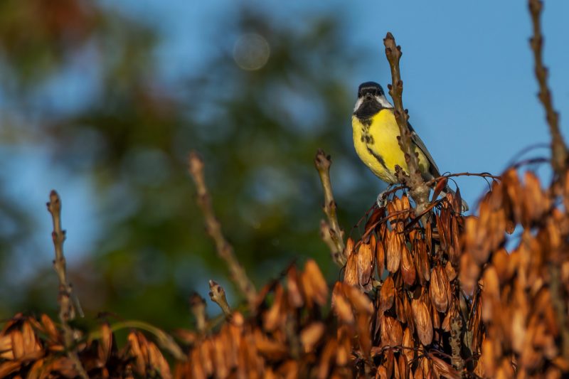 Mésange charbonnière